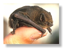 A soprano pipistrelle bat