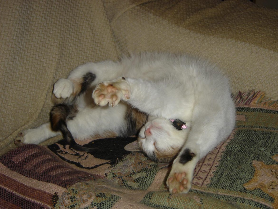 Bubble sleeping