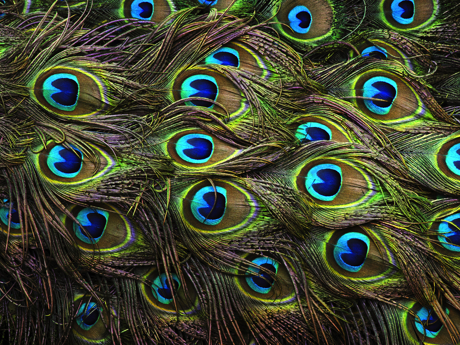 The Eyes In The Peacock S Tail Out Of Ambit