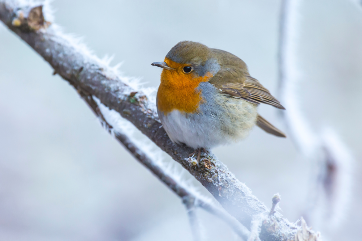 Erithacus rubecula