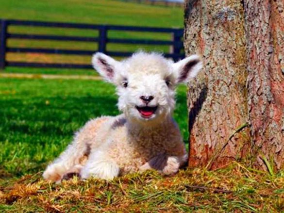 Cute little lamb