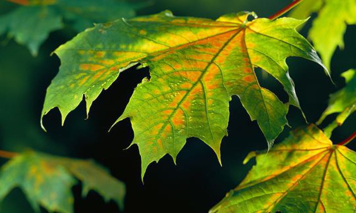 Sycamore leave changing color