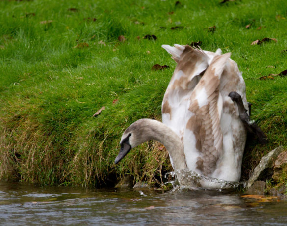 Juvenile swan