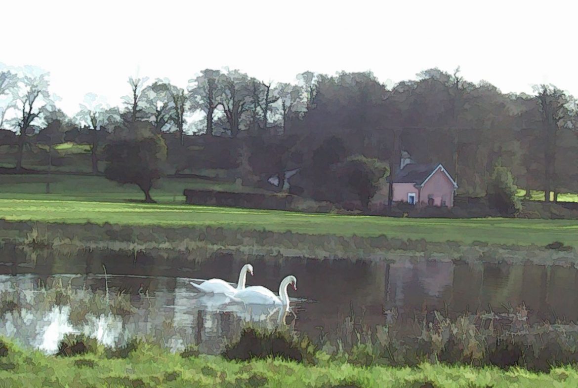 The pond behind our house