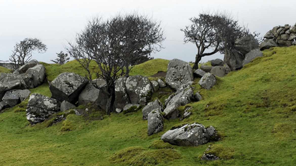 Fairy trees in Ireland